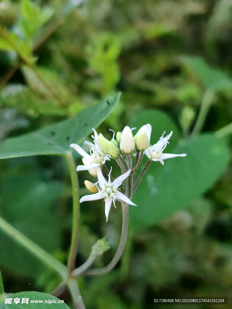 白色小花綻放于綠葉間