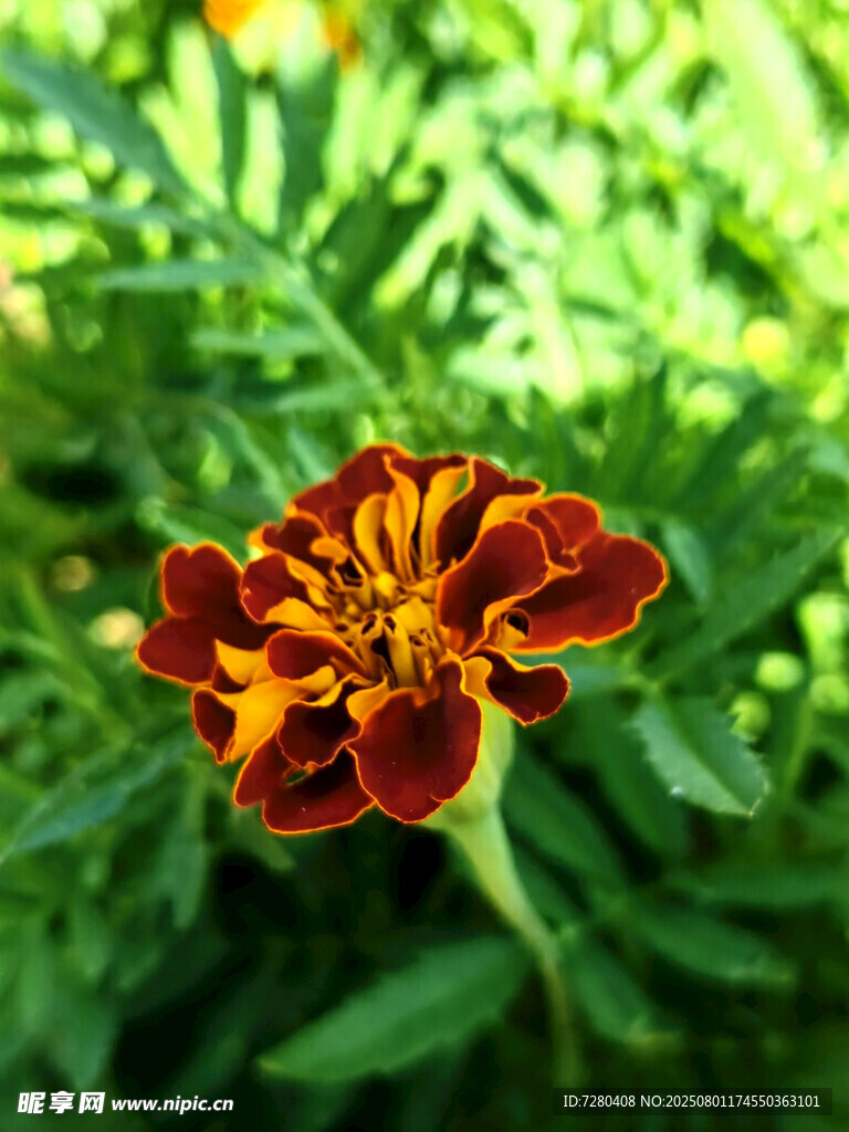 艷麗雙色萬壽菊綻放