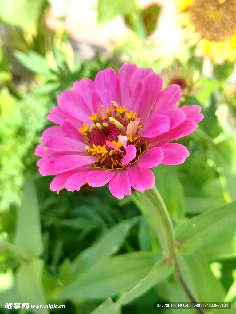 嬌艷粉色百日菊綻放