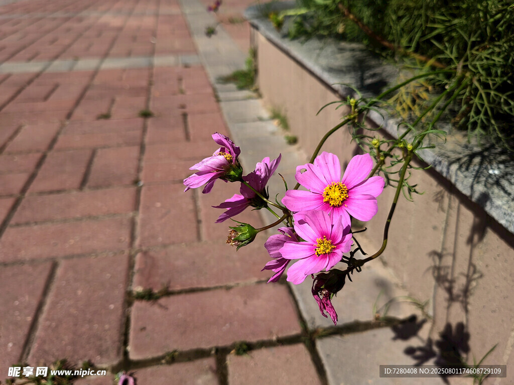 磚縫間綻放的艷麗小花