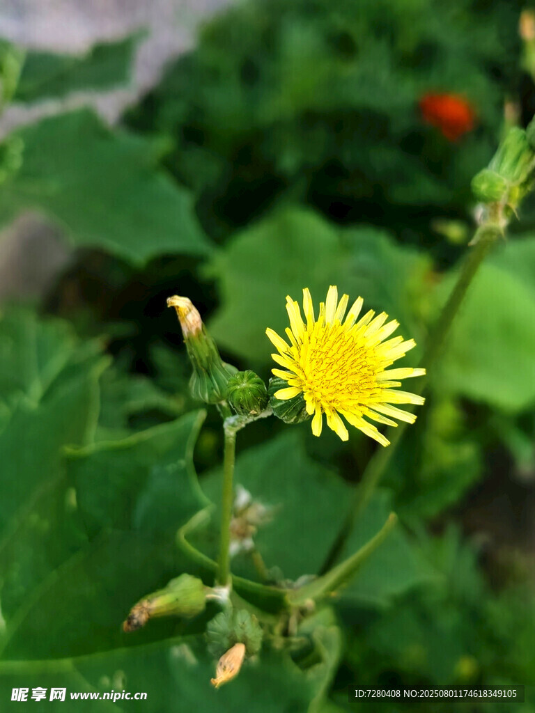 黃色小花綻放綠葉間
