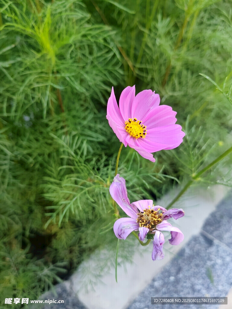 兩朵嬌艷波斯菊綻放