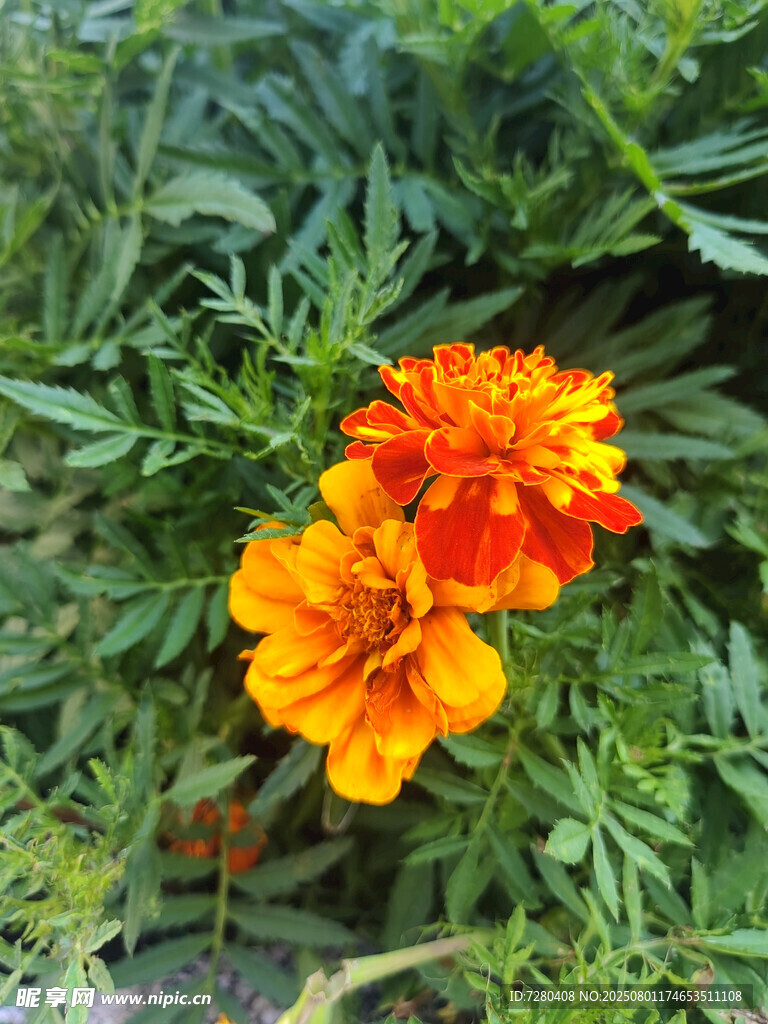 鮮艷萬(wàn)壽菊綻放綠葉間