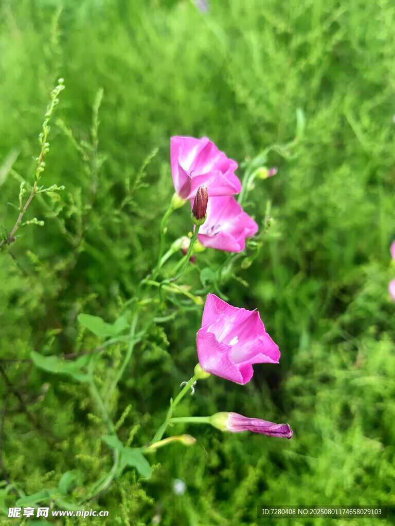草叢中的粉色牽?；? />
                            </div>
                    </div>
                </div>



                <div   id=