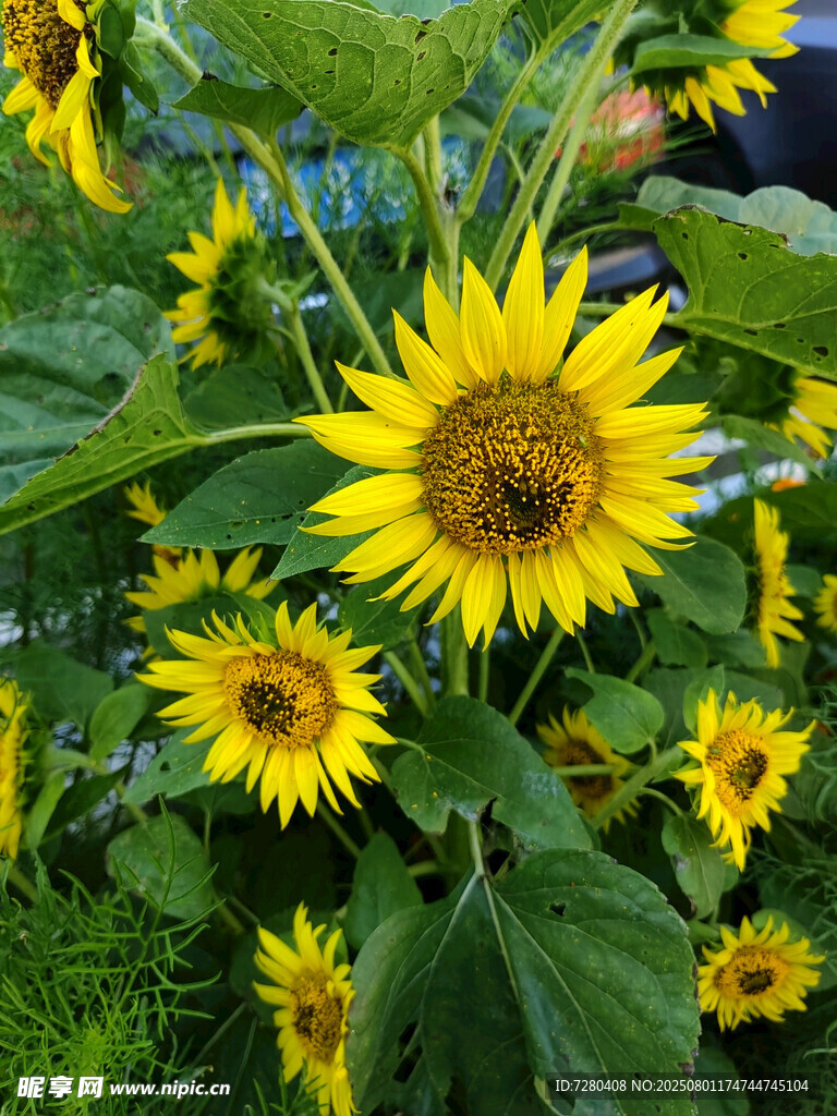 向日葵花海綻放的美麗