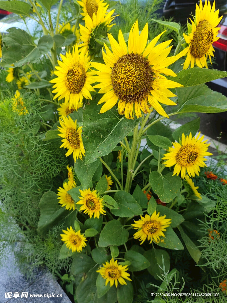 綻放的向日葵花叢