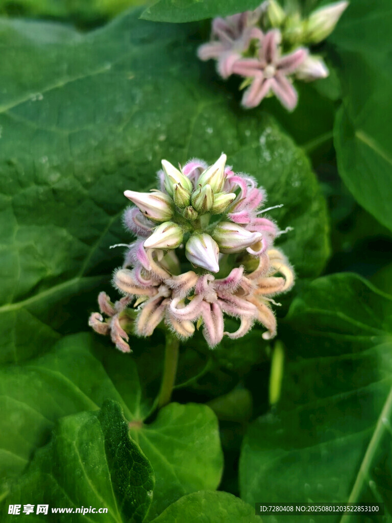 綠葉間的粉嫩花朵綻放