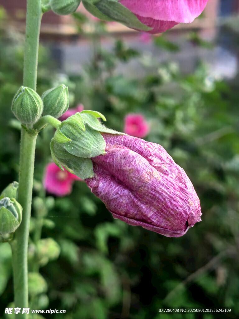 含苞待放的紫色花朵