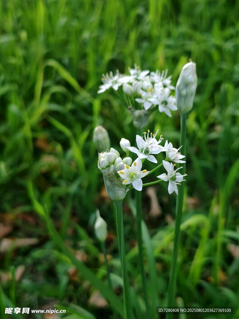 野地白花綻放
