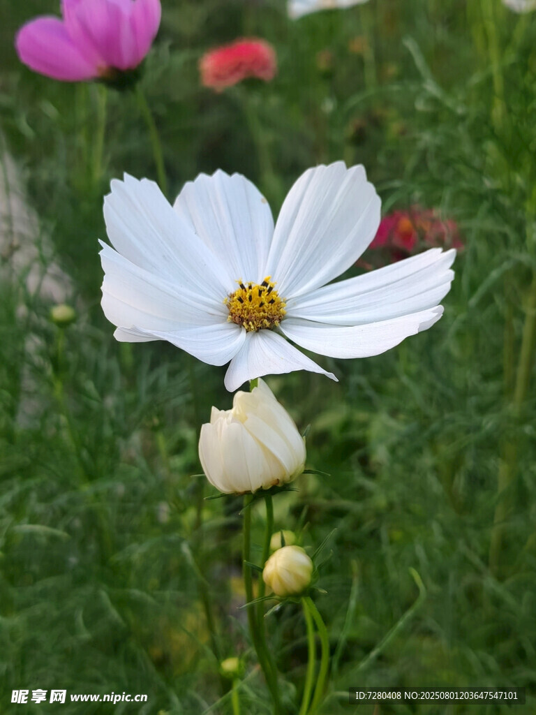 白色格桑花綻放于草叢