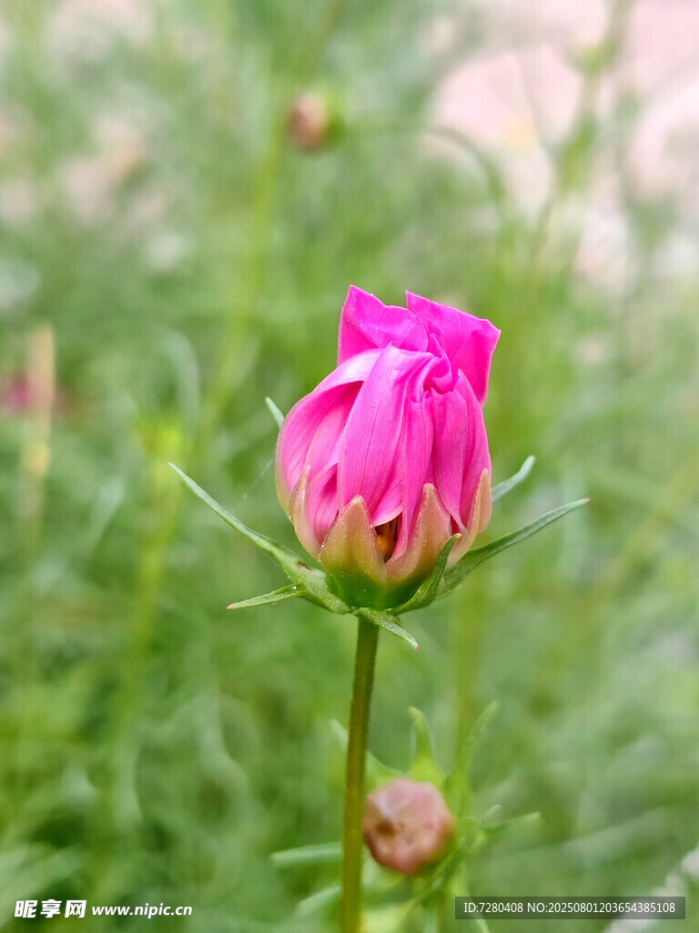 嬌艷欲滴的粉色玫瑰花苞