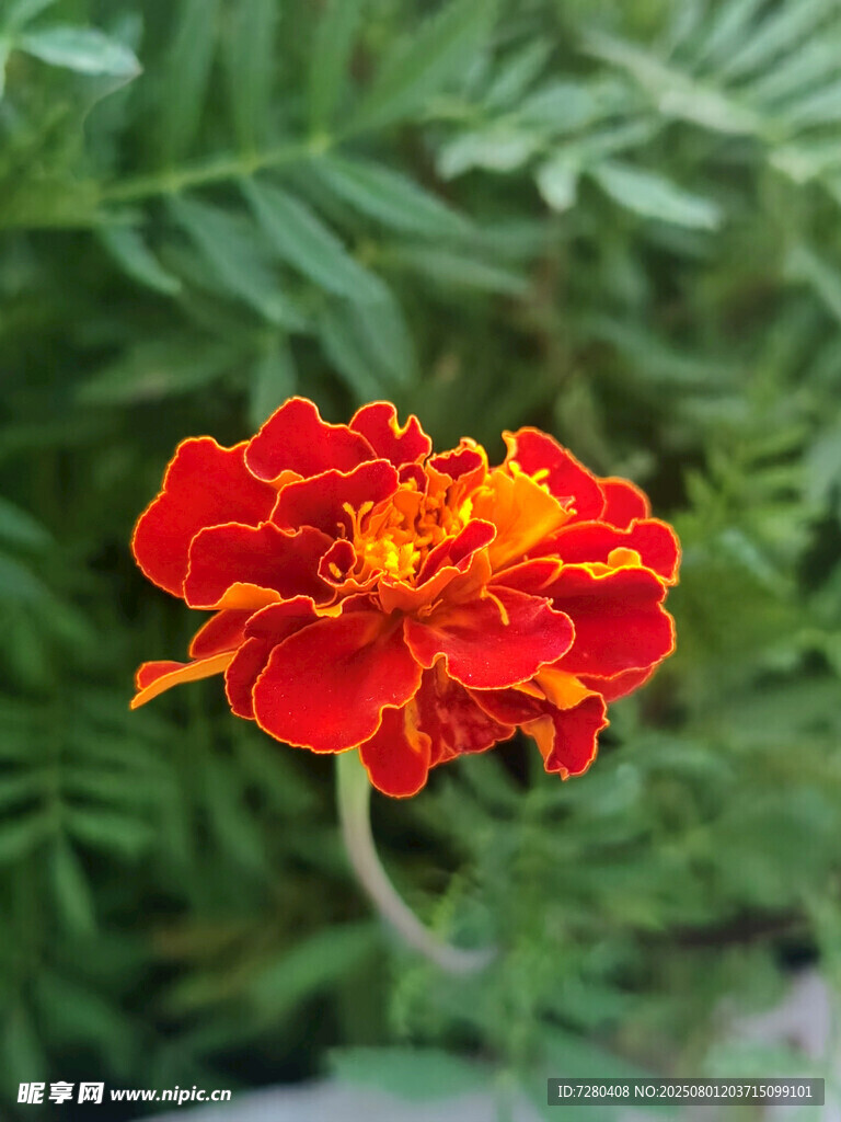 鮮艷萬壽菊綻放綠葉間
