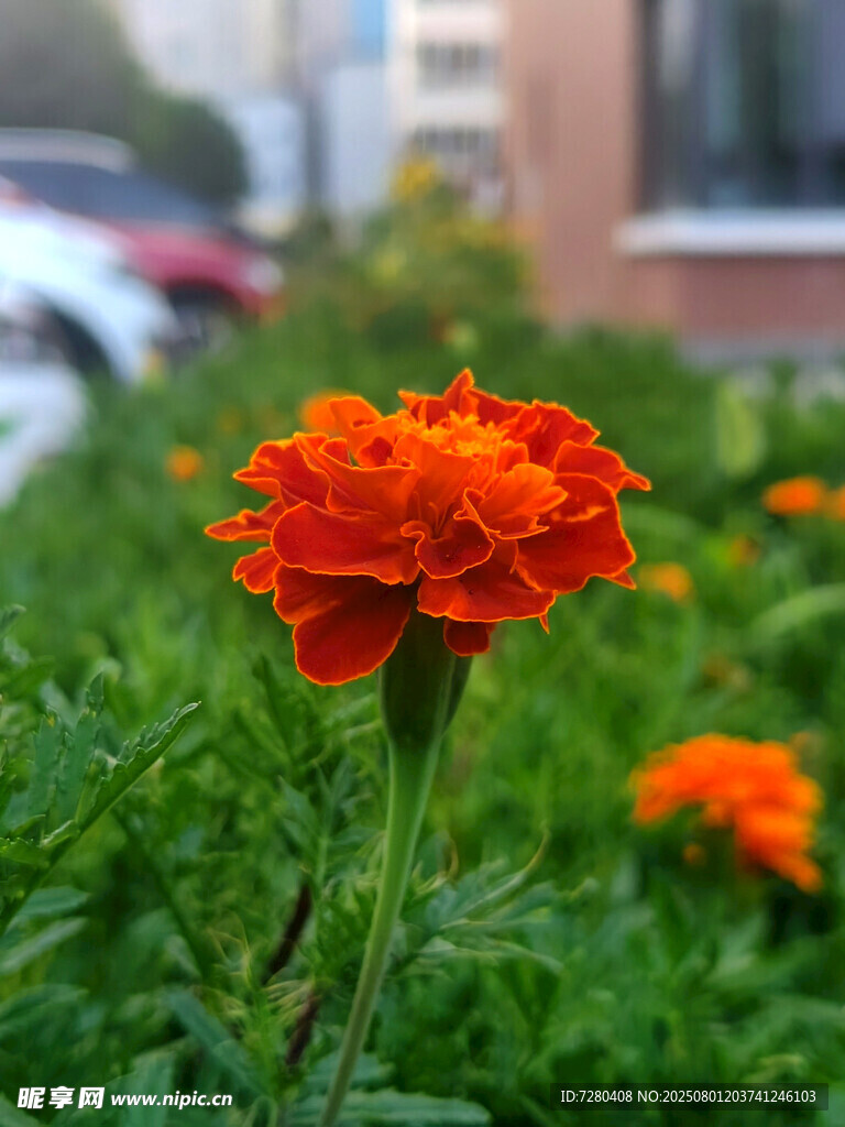 鮮艷萬(wàn)壽菊綻放于綠地