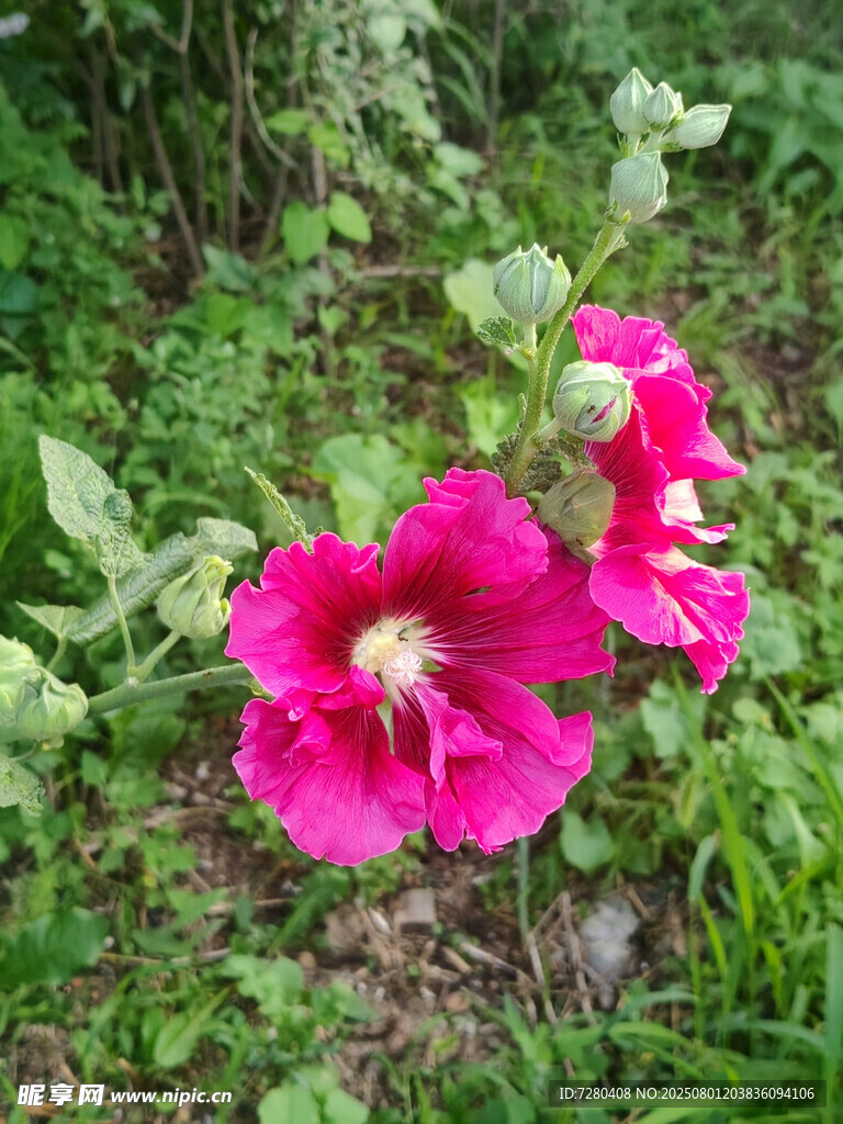 嬌艷木槿花綻放于草叢