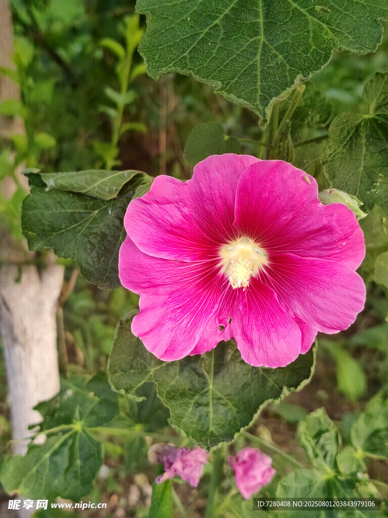 嬌艷粉色蜀葵花
