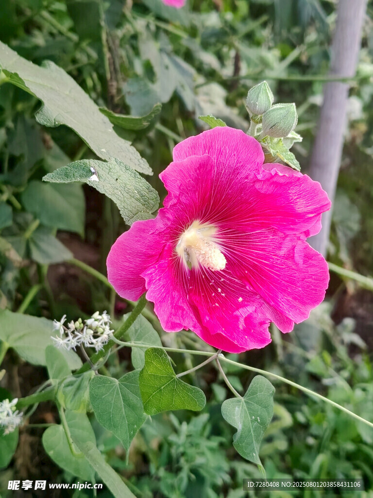 嬌艷木槿花
