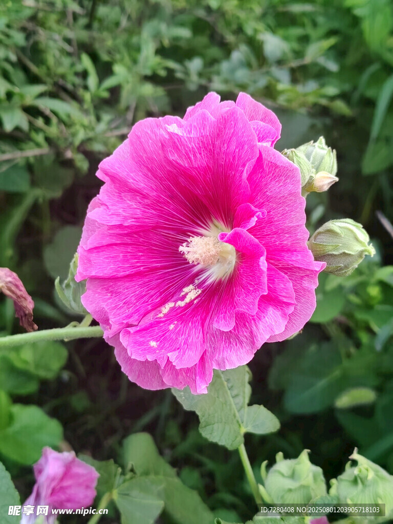 嬌艷粉色蜀葵花