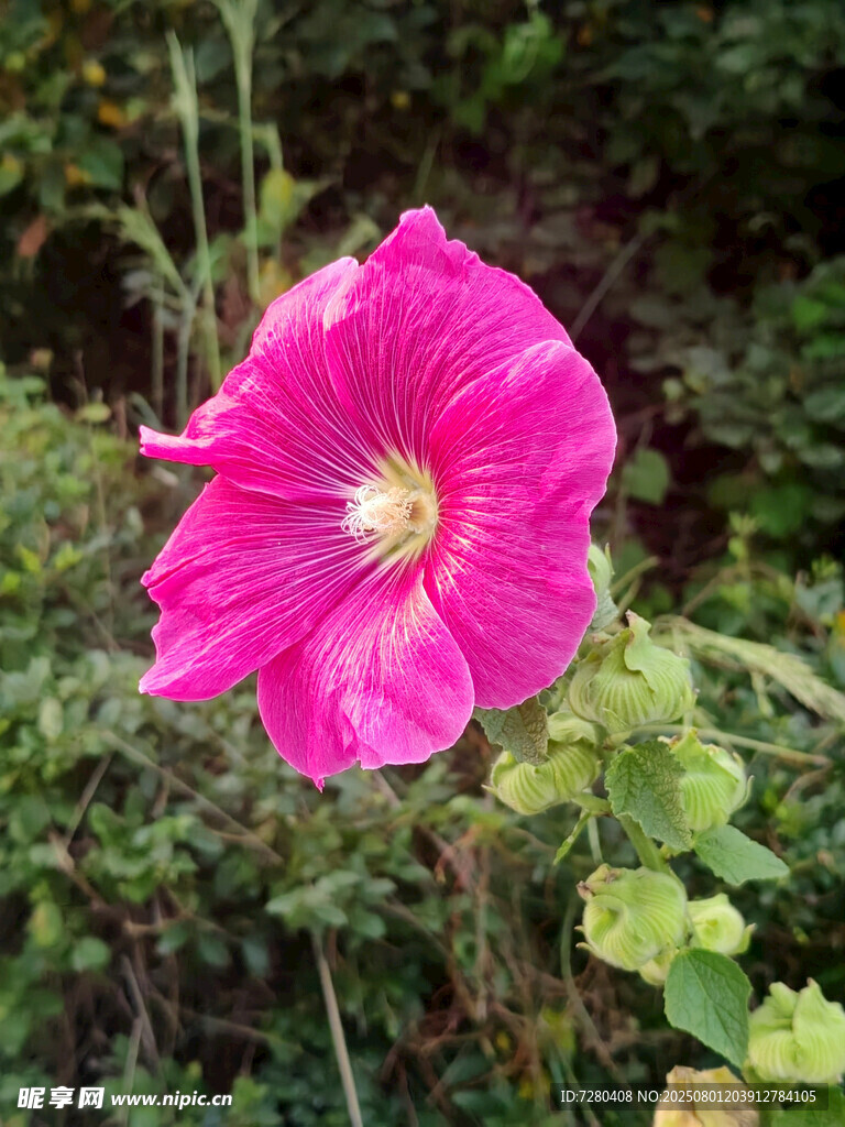 嬌艷粉色蜀葵花