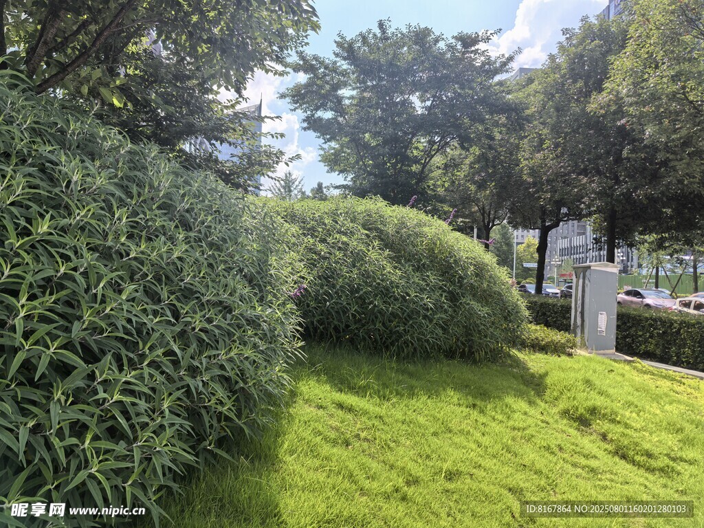 綠意盎然的戶外園林景觀