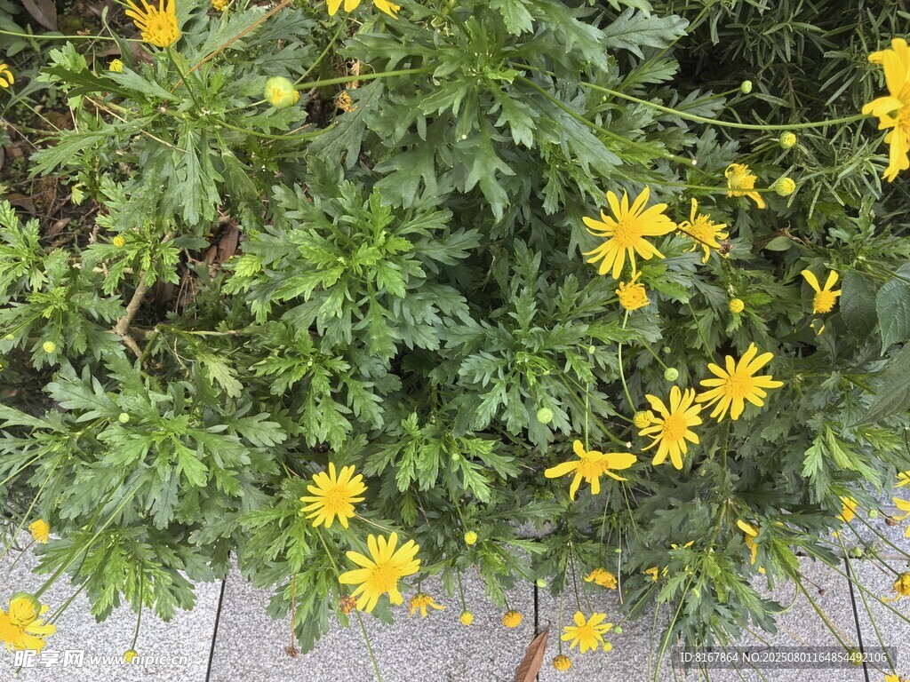 黃色小花綠植特寫