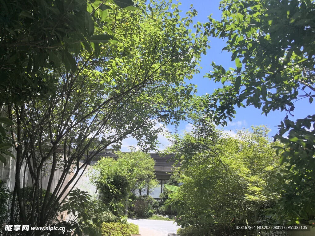 綠樹成蔭的庭院美景