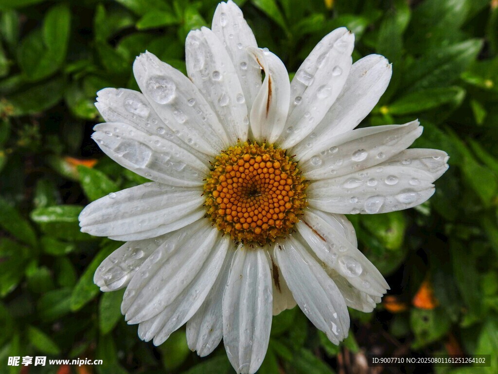 帶露珠的白色小雛菊