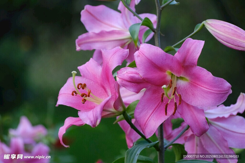 粉色百合花綻放