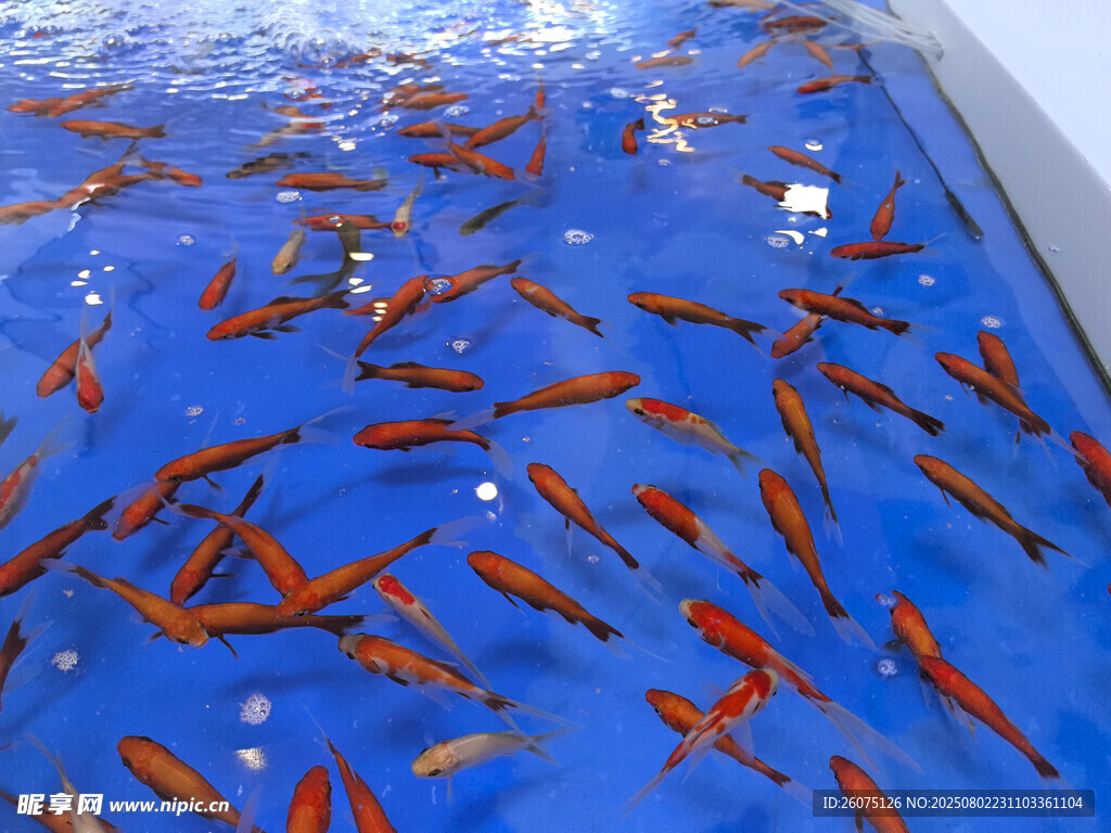 池中群游的艷麗紅金魚