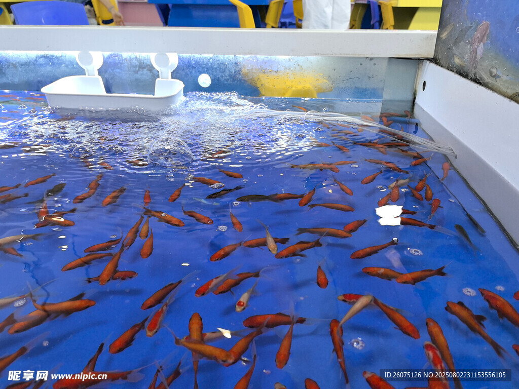 池中密集紅魚游動(dòng)畫面