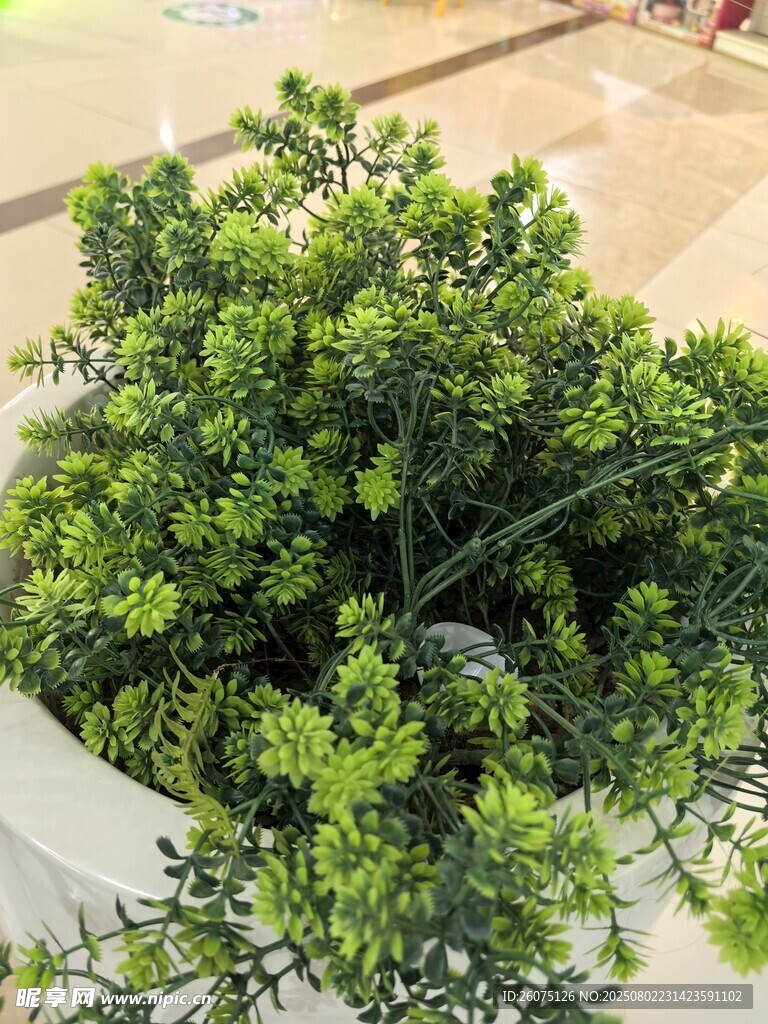 翠綠樹脂盆栽植物特寫