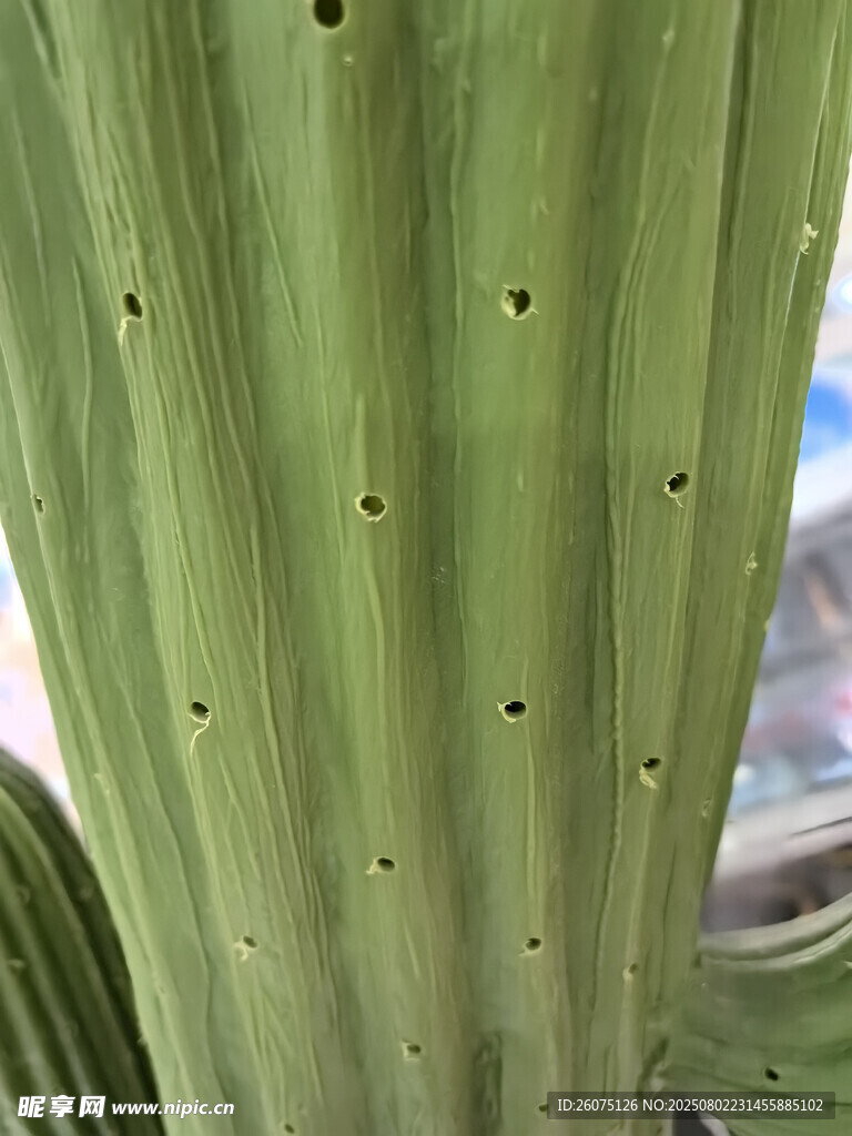 帶孔洞的綠色仙人掌莖部