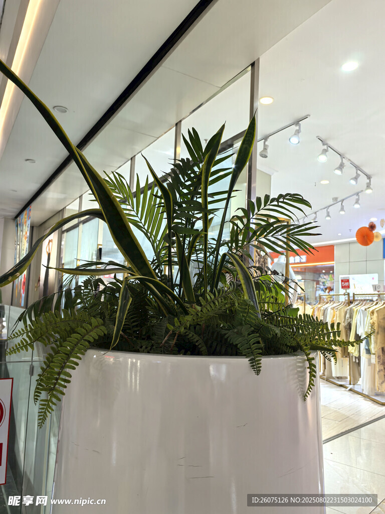 商場內(nèi)的精致綠植盆栽