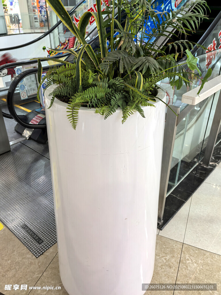 白色圓柱形花盆綠植擺放
