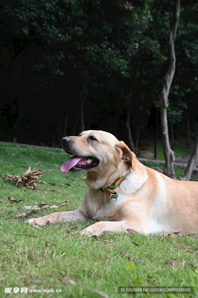 草地休憩的黃色拉布拉多犬