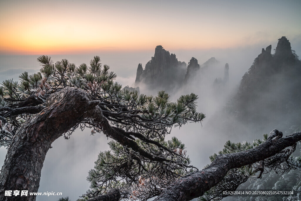 日出下的山間蒼松美景