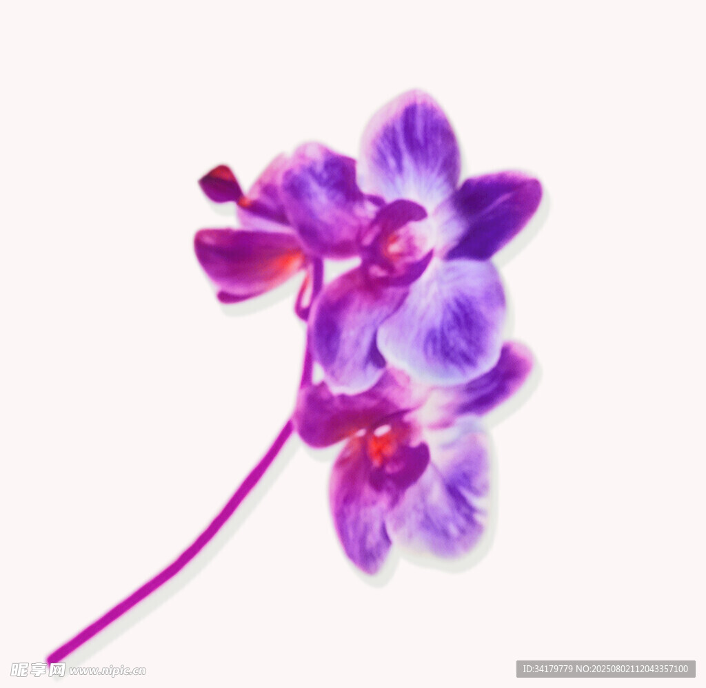 紫色蘭花特寫