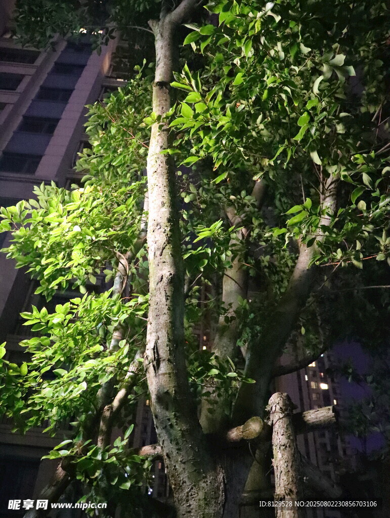 夜色中挺拔的蔥郁樹木