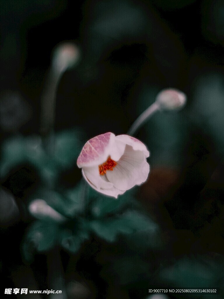粉色小花特寫