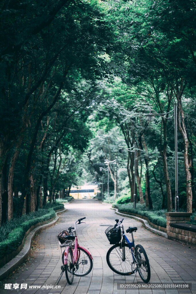 林間雙車靜立的愜意風(fēng)景