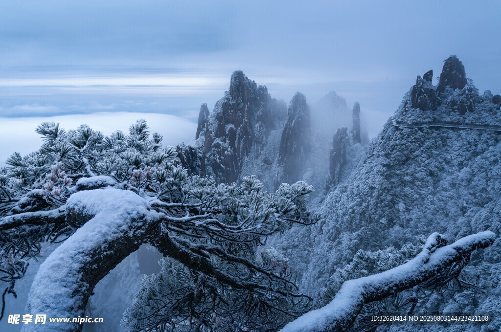 雪覆山巒間的蒼勁樹木