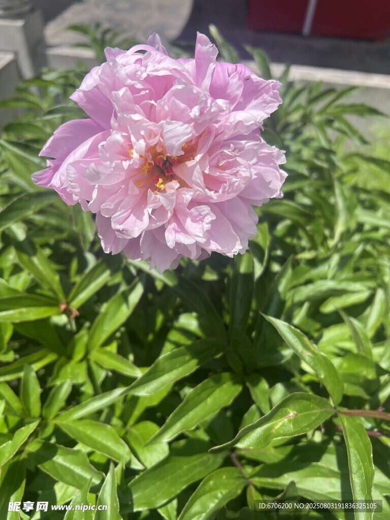 嬌艷粉色薔薇綻放綠葉間