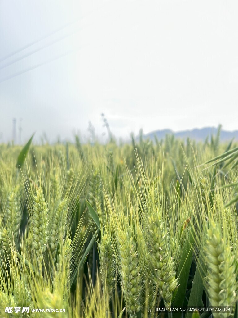 麥浪滾滾的田園風(fēng)光