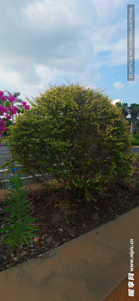 庭院球形綠植景觀