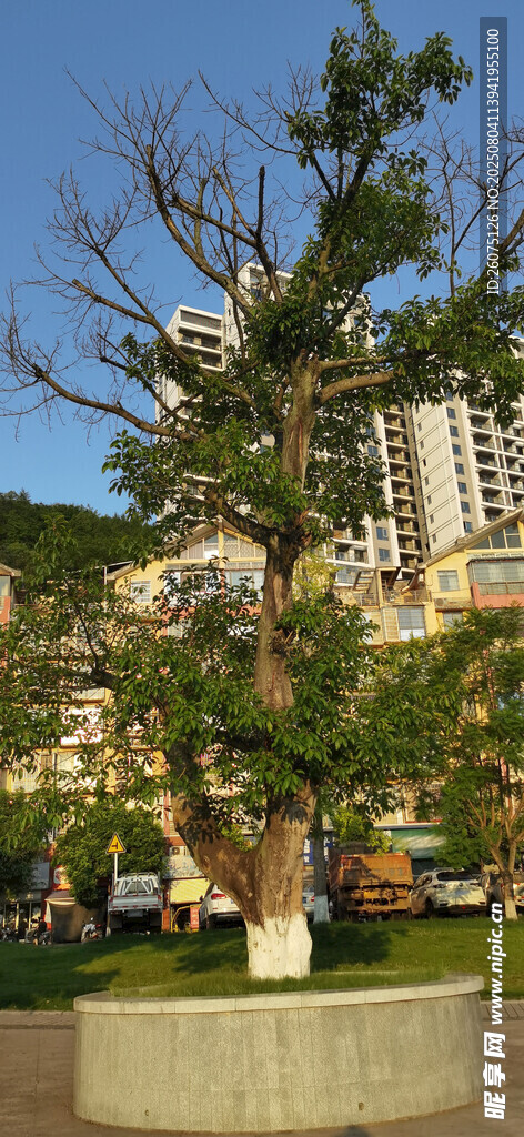城市中圓形花壇里的蔥郁樹木