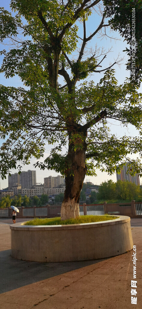城市中圓形花壇里茂盛的大樹景觀