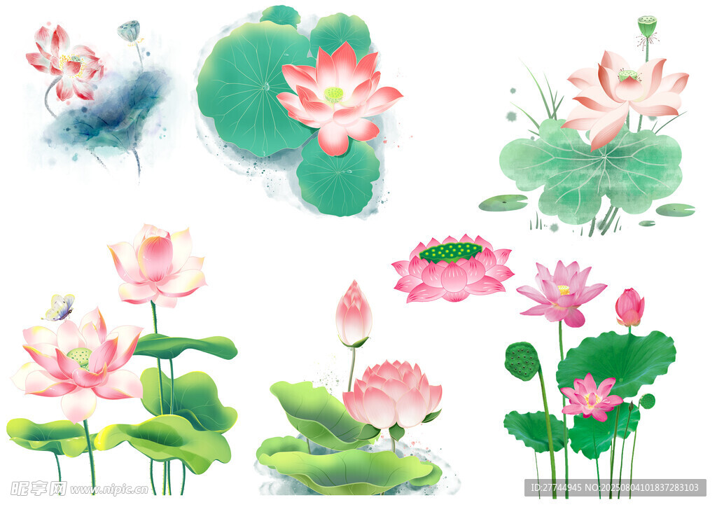 卡通荷花插畫