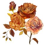 復古風秋日玫瑰插畫