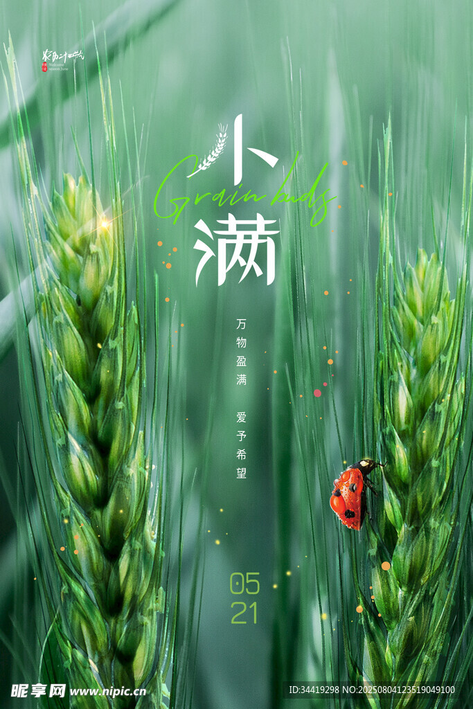 小滿時節(jié)麥田中的瓢蟲