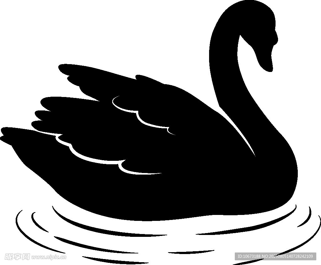 黑天鵝水中游