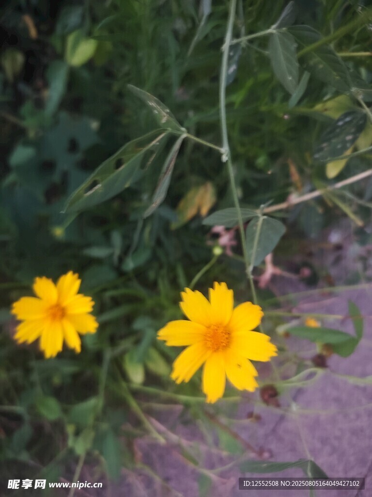 兩朵黃色小花綻放